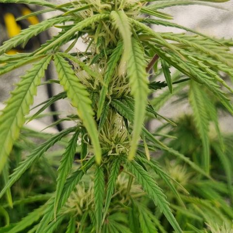 Paloma growlog timeline photo