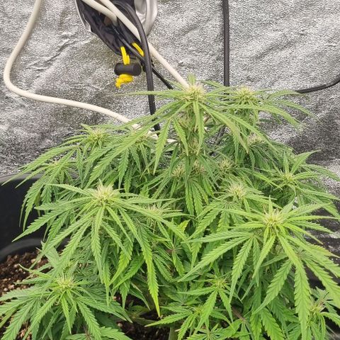 Paloma growlog timeline photo
