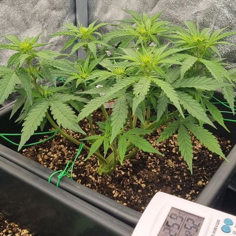Judite growlog timeline photo