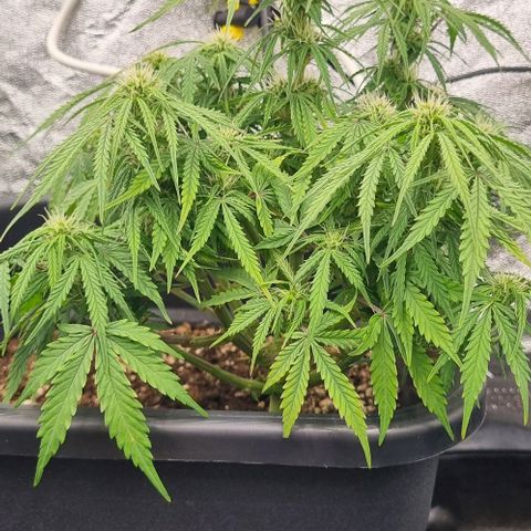 Paloma growlog timeline photo