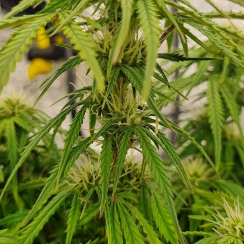 Paloma growlog timeline photo