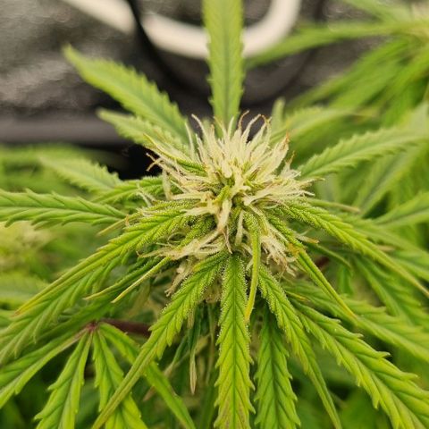 Paloma growlog timeline photo