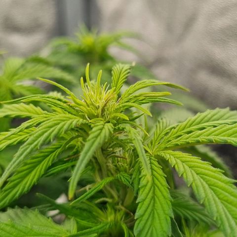 Judite growlog timeline photo