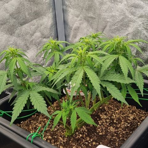 Judite growlog timeline photo
