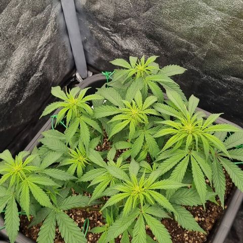 Judite growlog timeline photo