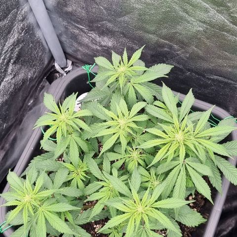 Judite growlog timeline photo