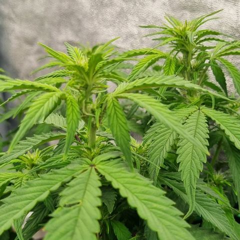 Judite growlog timeline photo