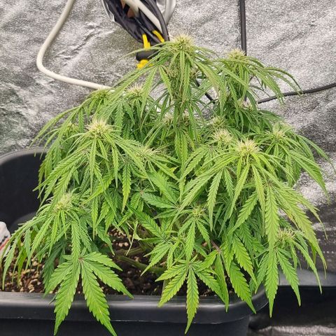Paloma growlog timeline photo