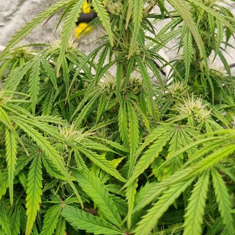 Paloma growlog timeline photo