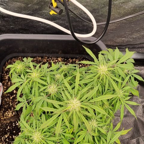 Paloma growlog timeline photo