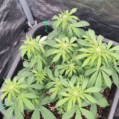 Judite growlog timeline photo