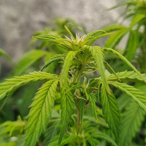 Judite growlog timeline photo