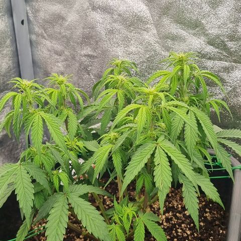 Judite growlog timeline photo
