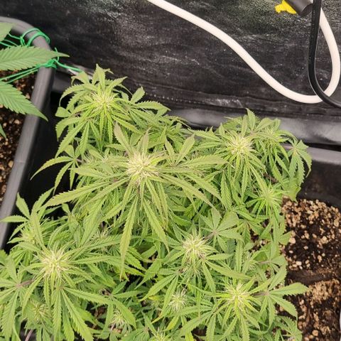 Paloma growlog timeline photo