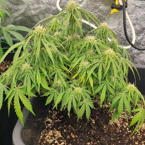 Paloma growlog timeline photo