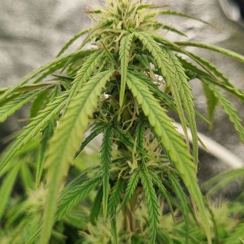Paloma growlog timeline photo