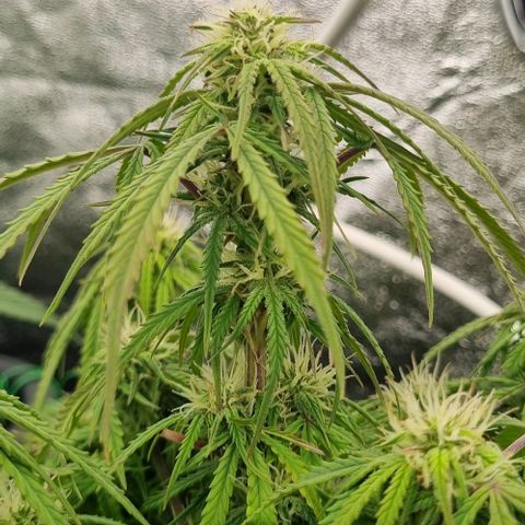 Paloma growlog timeline photo