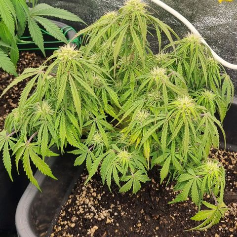 Paloma growlog timeline photo