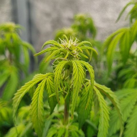 Judite growlog timeline photo