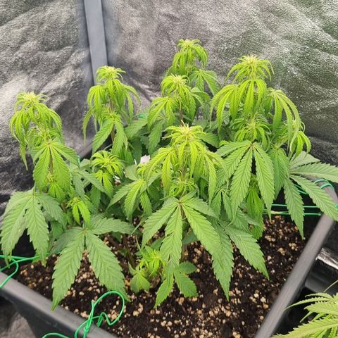 Judite growlog timeline photo