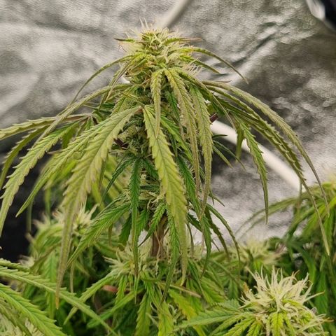 Paloma growlog timeline photo