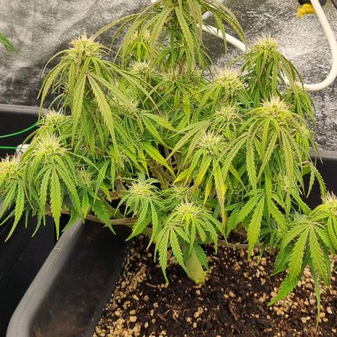 Paloma growlog timeline photo