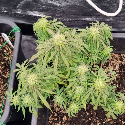 Paloma growlog timeline photo