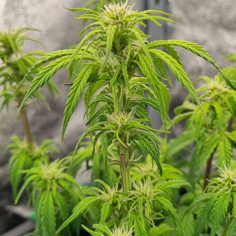 Judite growlog timeline photo