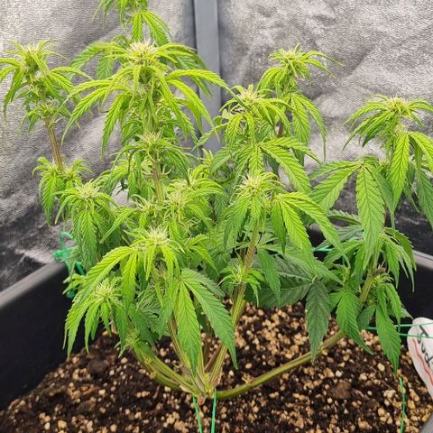 Judite growlog timeline photo