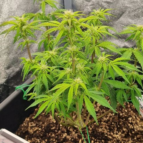 Judite growlog timeline photo