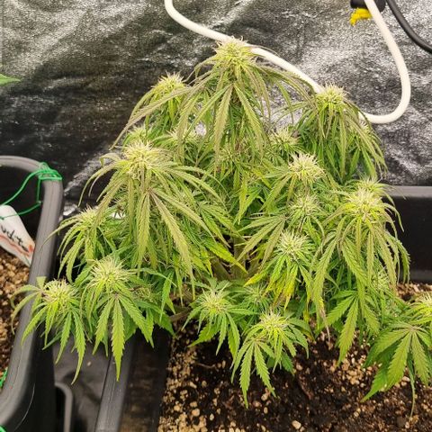 Paloma growlog timeline photo