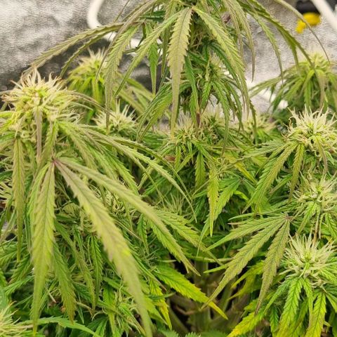 Paloma growlog timeline photo
