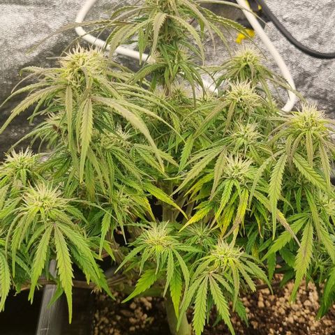 Paloma growlog timeline photo
