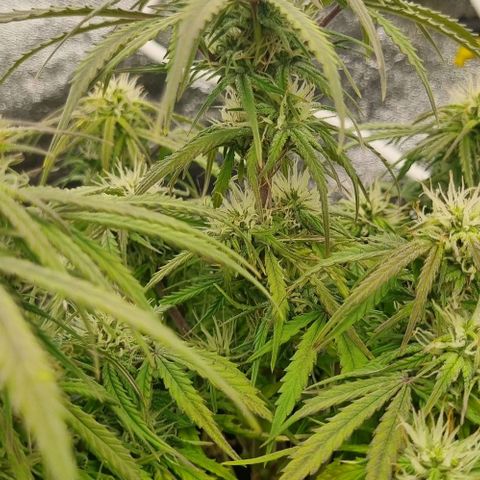 Paloma growlog timeline photo