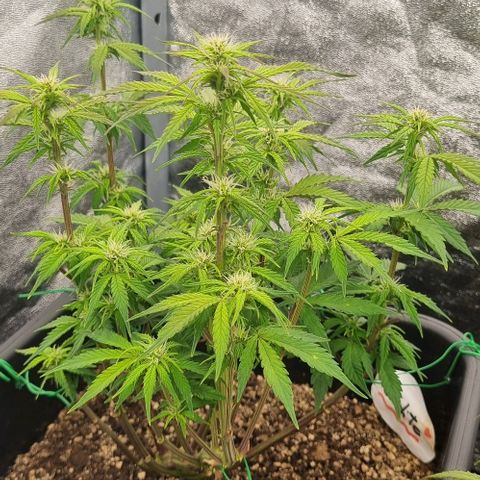 Judite growlog timeline photo