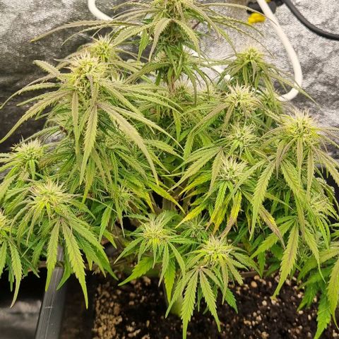 Paloma growlog timeline photo