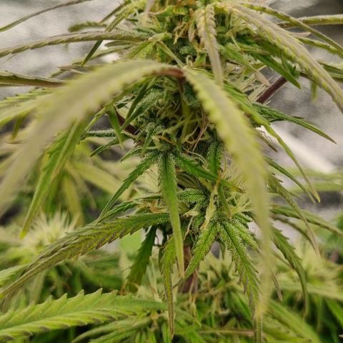 Paloma growlog timeline photo