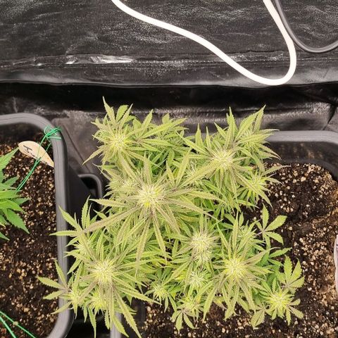 Paloma growlog timeline photo