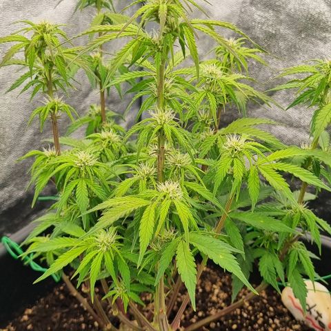 Judite growlog timeline photo