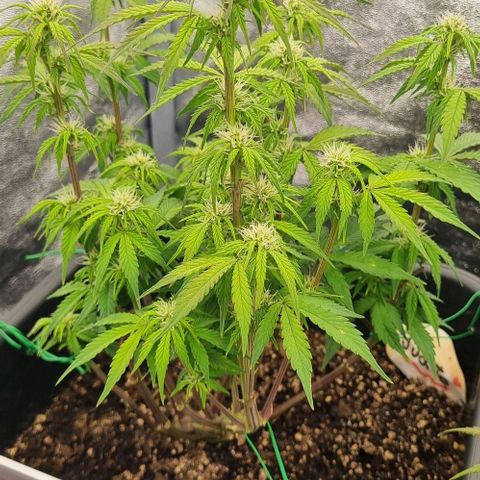 Judite growlog timeline photo