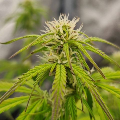 Judite growlog timeline photo