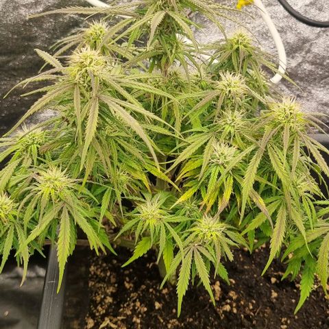 Paloma growlog timeline photo