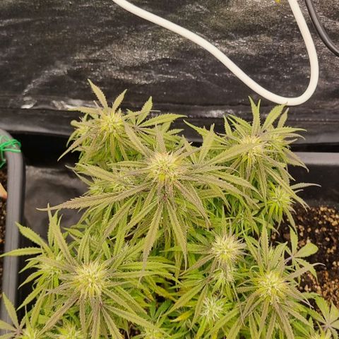 Paloma growlog timeline photo