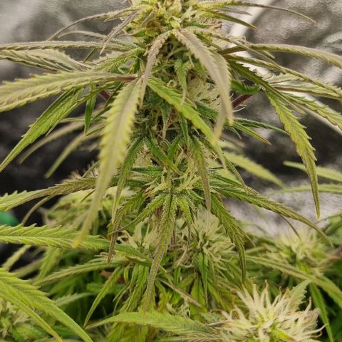 Paloma growlog timeline photo