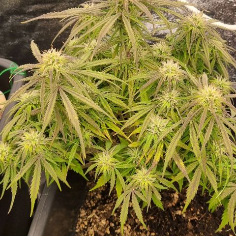 Paloma growlog timeline photo