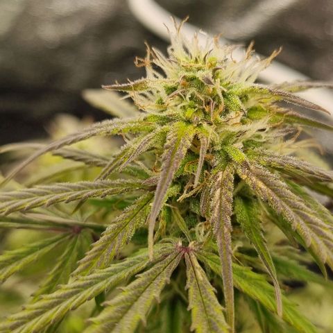 Paloma growlog timeline photo