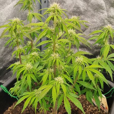 Judite growlog timeline photo