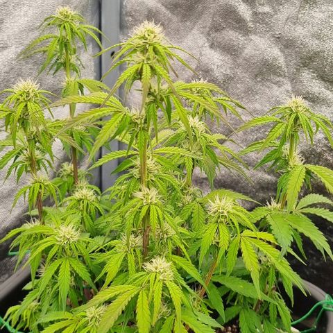 Judite growlog timeline photo
