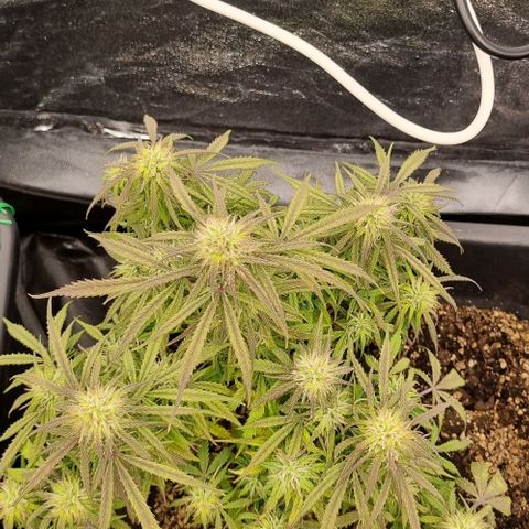 Paloma growlog timeline photo