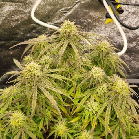 Paloma growlog timeline photo